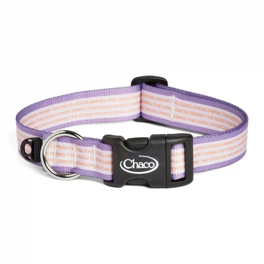 Dog Collar - Overcoming the Odds